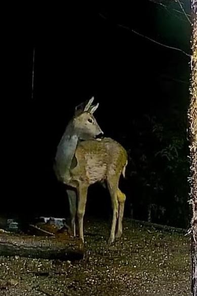 livebirdspoland_dee10bc87b5c3461c78d878385652b95.jpg