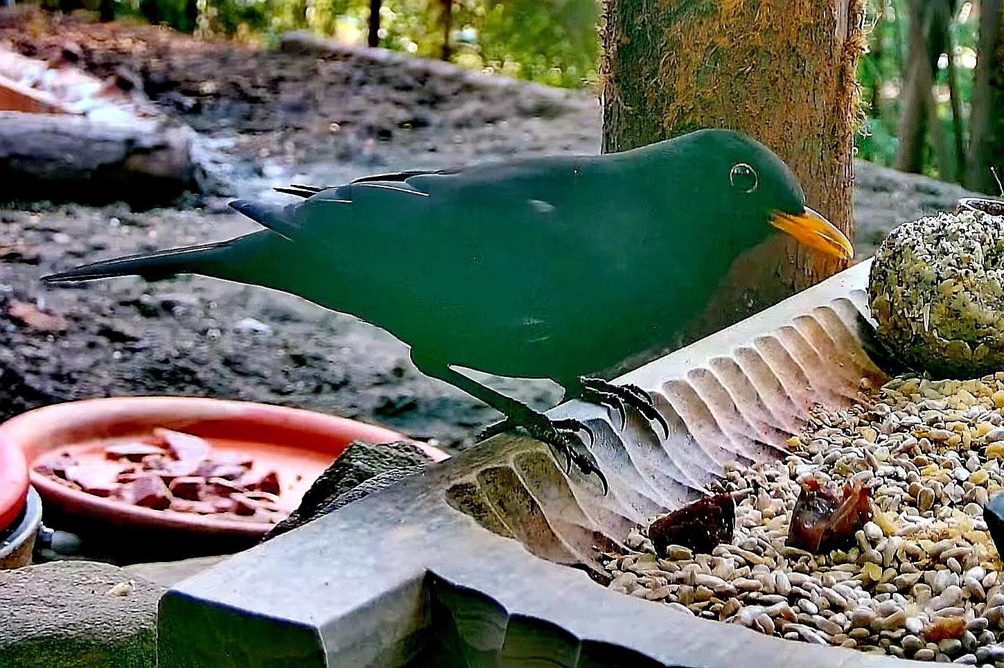 livebirdspoland_be56829f5499937858de546fccd2e357.jpg