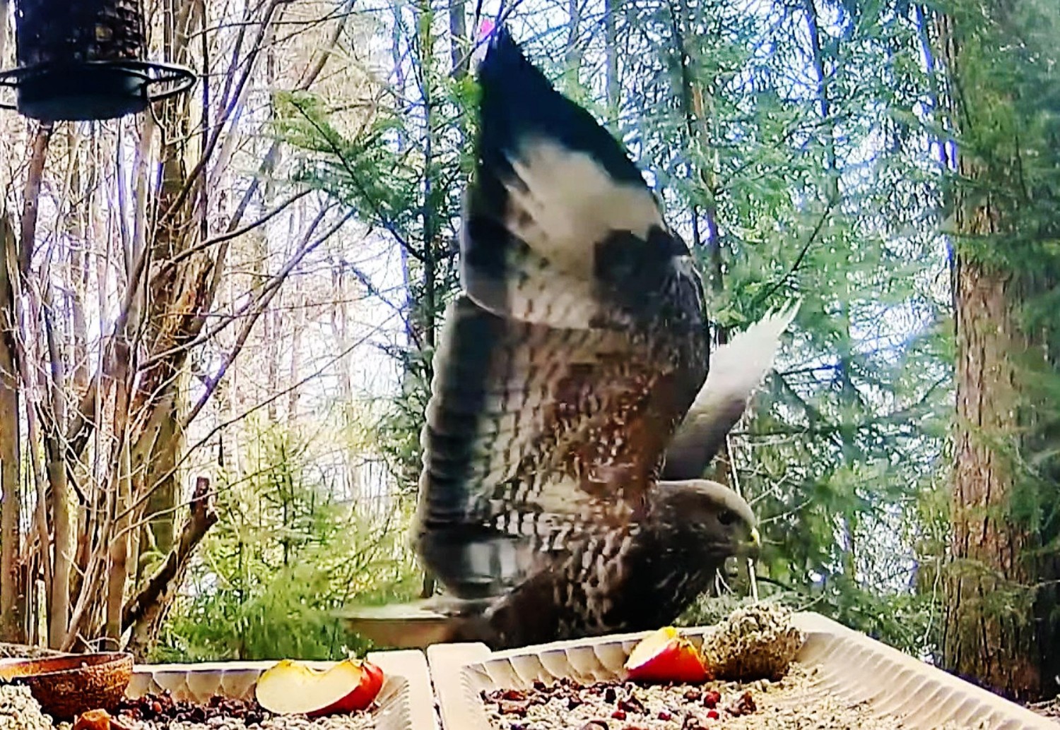 livebirdspoland_8e81b26dfcd7fe5c88685af640d73550.jpg