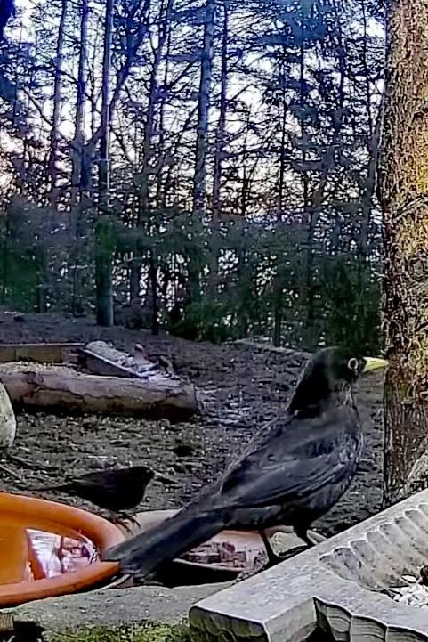 livebirdspoland_35844abd2b3dab75fcb67c4de1cbd767.jpg