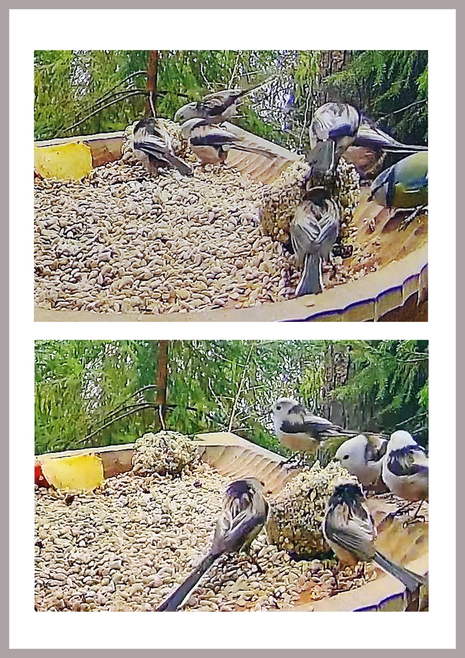 livebirdspoland_f35e9594871eb07588760a022817dbf0.jpg