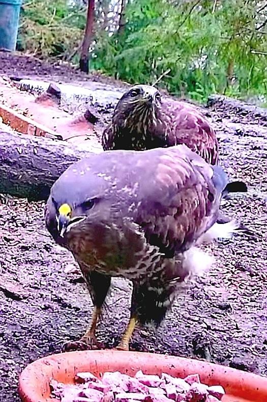 livebirdspoland_bc8e154c107fa4667a043a8130d39519.jpg