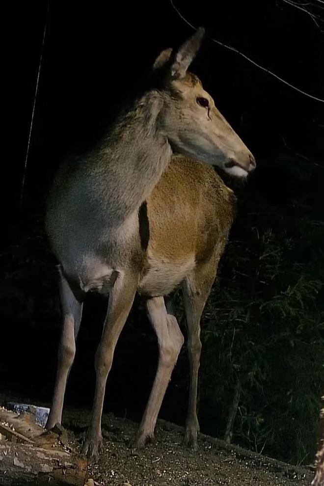 livebirdspoland_9c655198268e54c03cd110f860d655c5.jpg