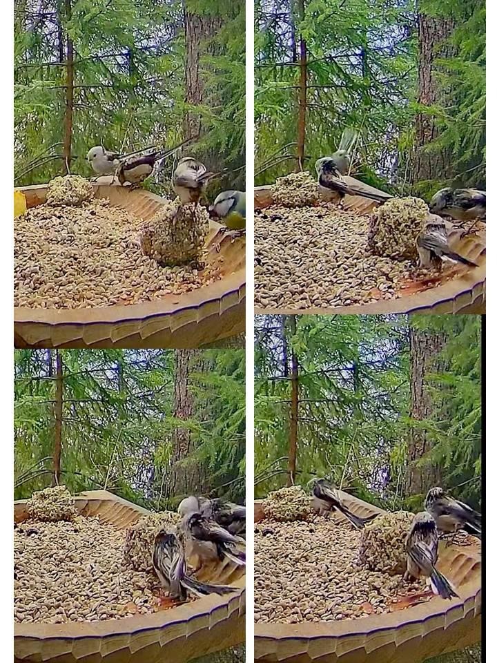 livebirdspoland_cce4ca883268b4ef90673201d27bffbb.jpg