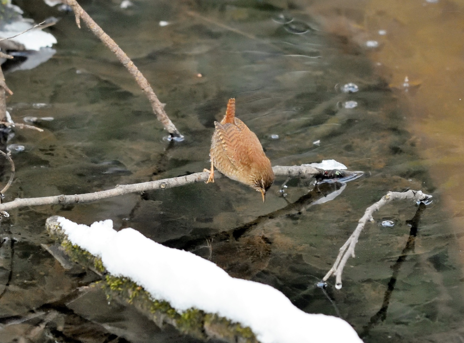 livebirdspoland_35f3b4220f4bcd4c892175ff27aecb6a.png