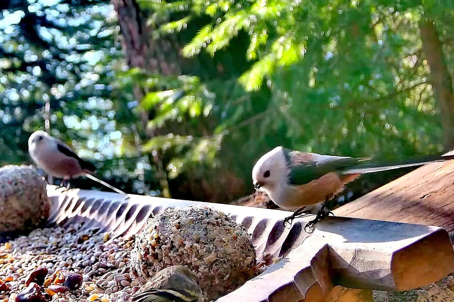 livebirdspoland_f44eef8cd818b652fd8dc8d59b2761a0.jpg