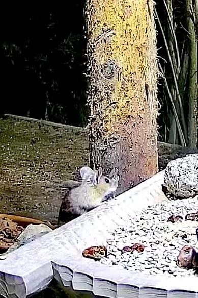 livebirdspoland_d04518a5f097b0c1098f009c2660995a.jpg