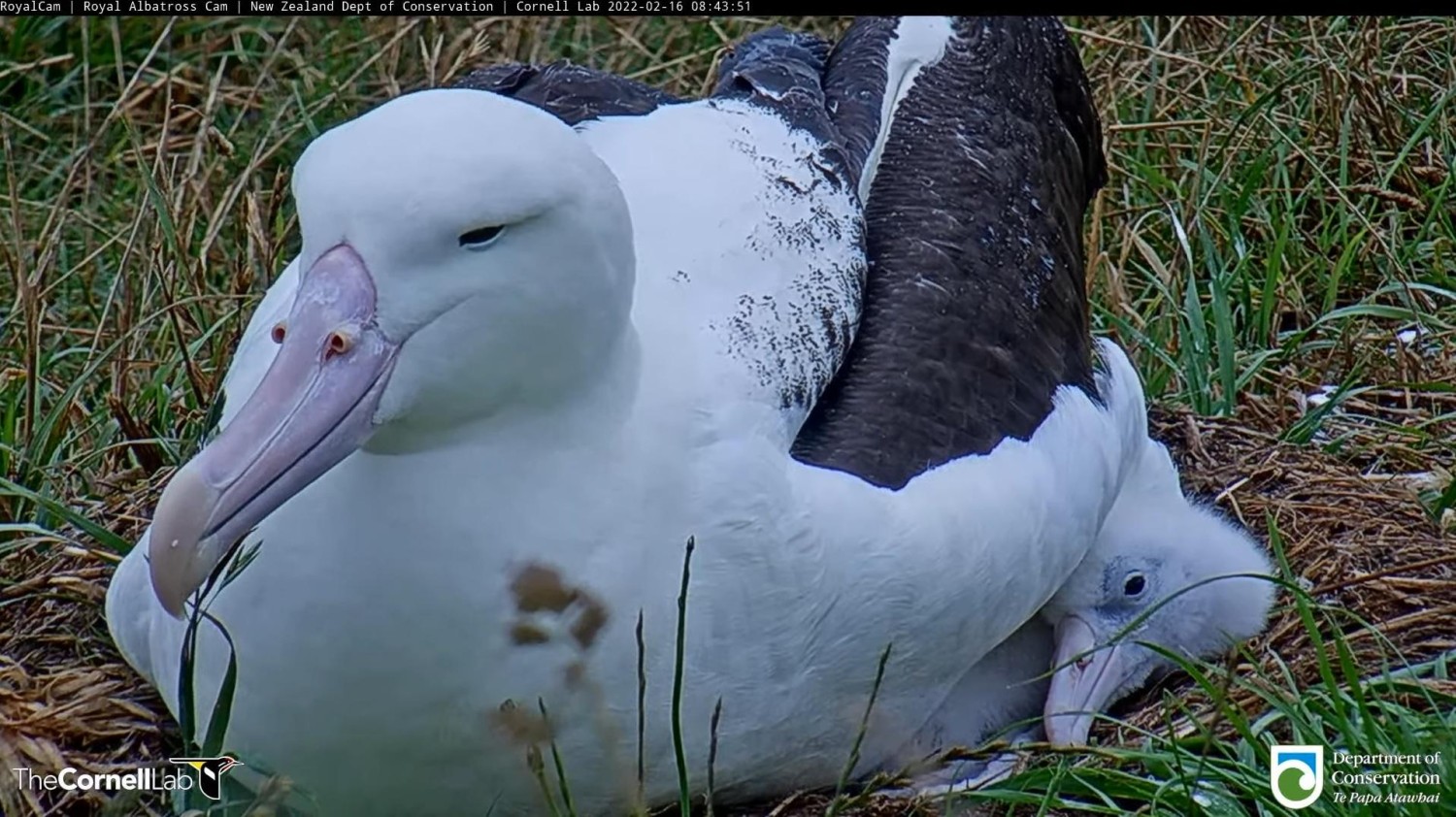 livebirdspoland_d87b36403f04b396d69d10c98ebf7f38.jpg