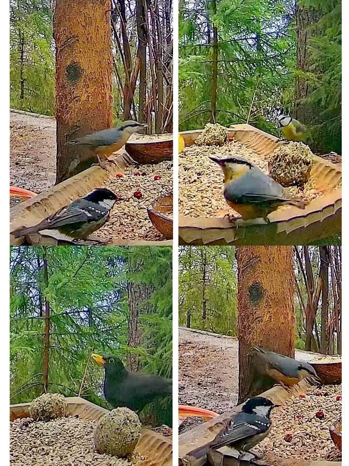 livebirdspoland_a2b0fa9c1a8c7c886e7c47b2f11bbffe (1).jpg