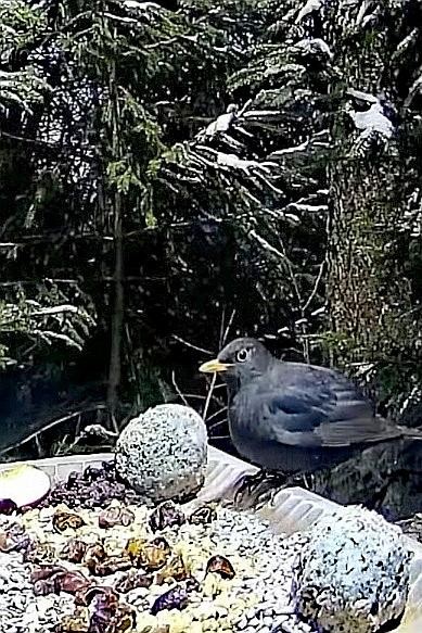 livebirdspoland_d47f1a56b87c4253577d760e863f89a6.jpg