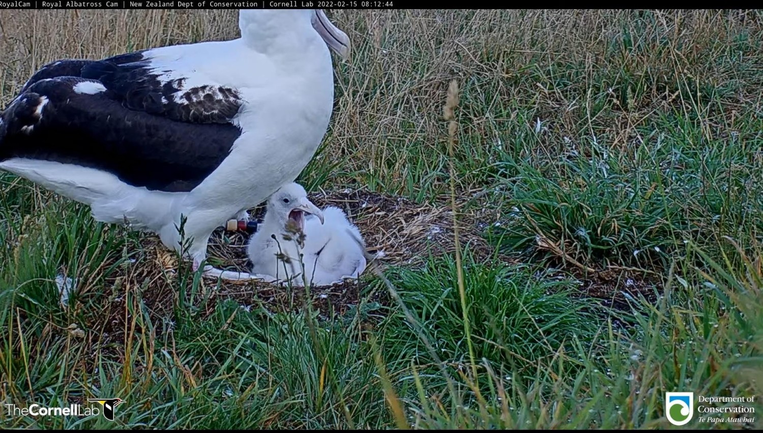 livebirdspoland_555384afd0452cdf2db1362ce2af027b.jpg