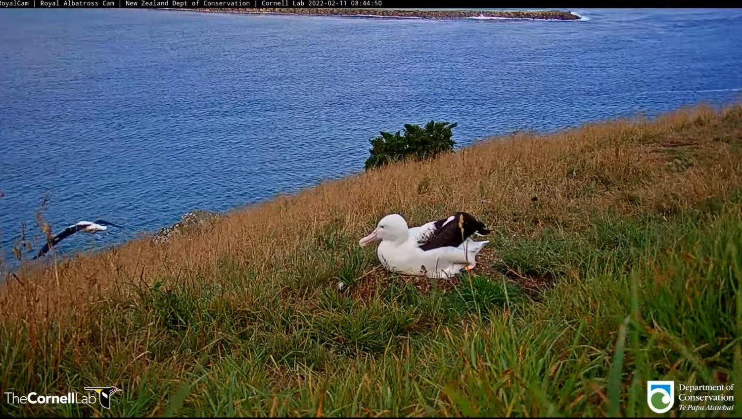 livebirdspoland_f8a61c570a85ca42edc50d3856bad807.jpg
