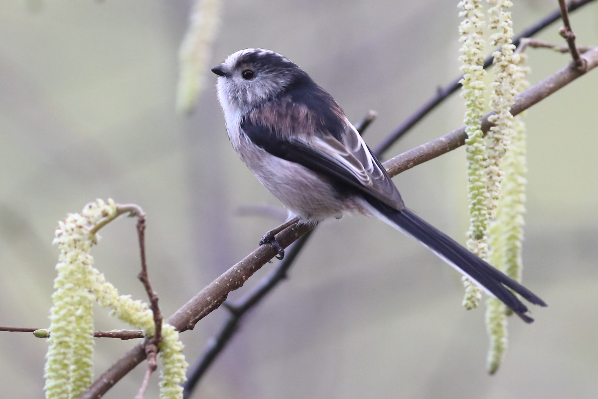livebirdspoland_1cd925d1f4078646c04d8dd360e0fa9e.png