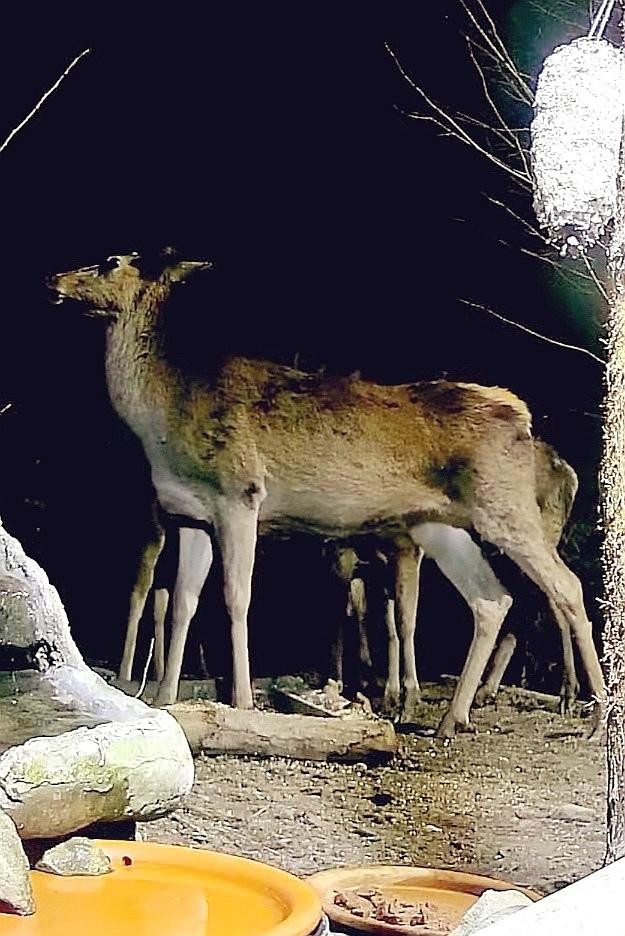 livebirdspoland_5f3a3a3e627bb665196fd300ea9c3298.jpg