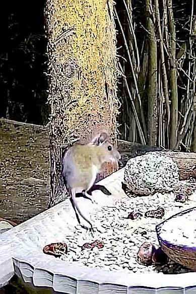 livebirdspoland_8c6b8a4fbe9b70f1f42f2e7498a37c2c.jpg