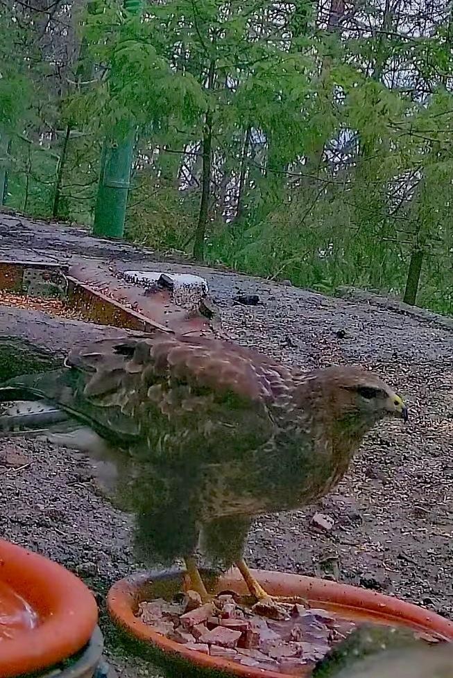 livebirdspoland_9b7d713635ac4fd3ba3f4f9bf64ad426.jpg