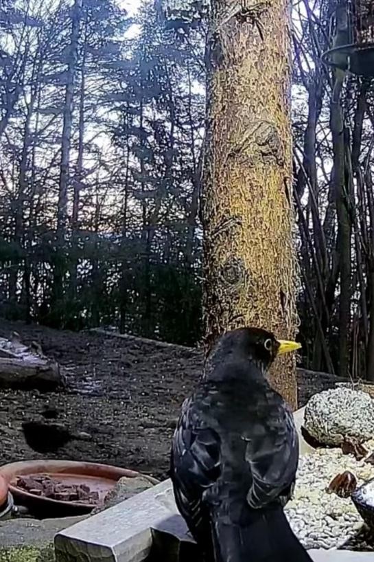 livebirdspoland_2a3bcf4fd4b9aa45b0f36d2e83b0fb28.jpg
