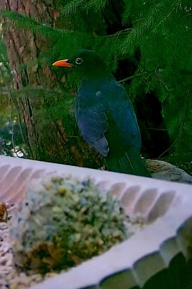 livebirdspoland_3f39a185915e83855ec9516e0509862c.jpg