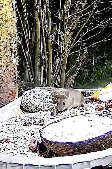 livebirdspoland_acf37d704b922298cff6fbdd3c5c4546.jpg