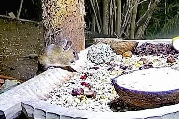 livebirdspoland_3ccfde105ff5389c3c17e0b2ec3aaff9.jpg