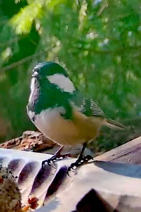 livebirdspoland_c87528c4eb667822608fe0a2c4ea25b9.jpg