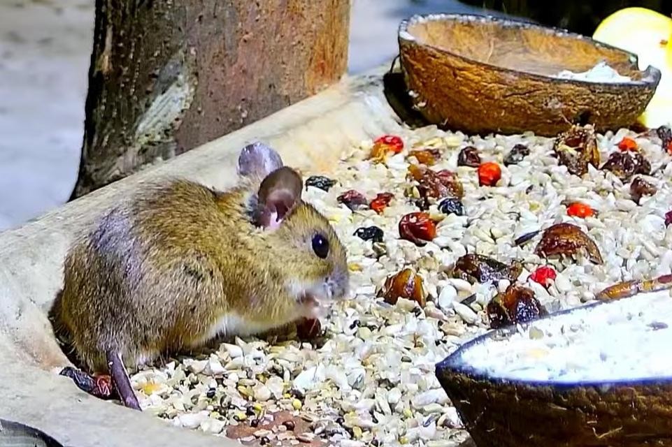 livebirdspoland_4d92c3c1a1e1931072eeb93b9af0249b.jpg
