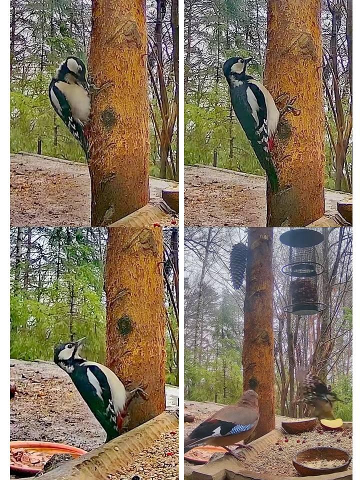 livebirdspoland_36e39f0cdf9f9d6ac1f313edcb82edc7.jpg