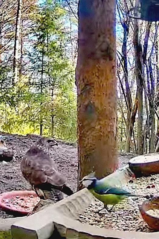 livebirdspoland_ccb5624a9b2022d1271a4e00a59570ed.jpg