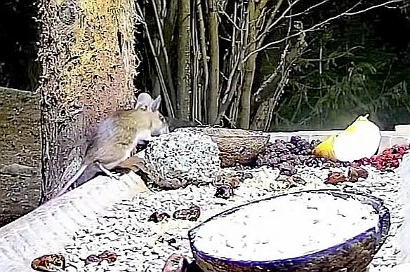 livebirdspoland_8591d9133b58ad696e2f64afe4cb640f.jpg