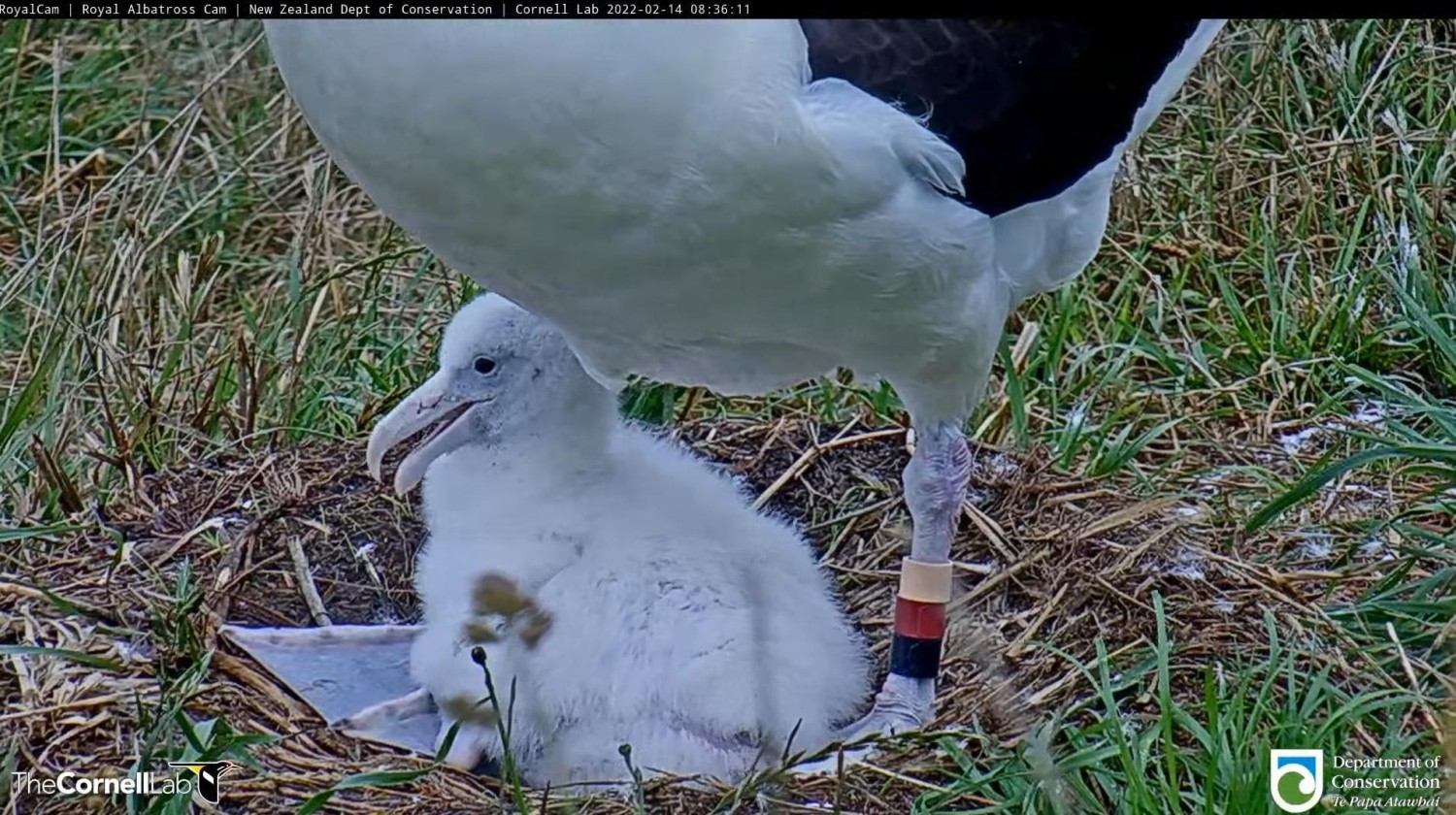 livebirdspoland_7bc471740966d38618352f775643ec6b.jpg