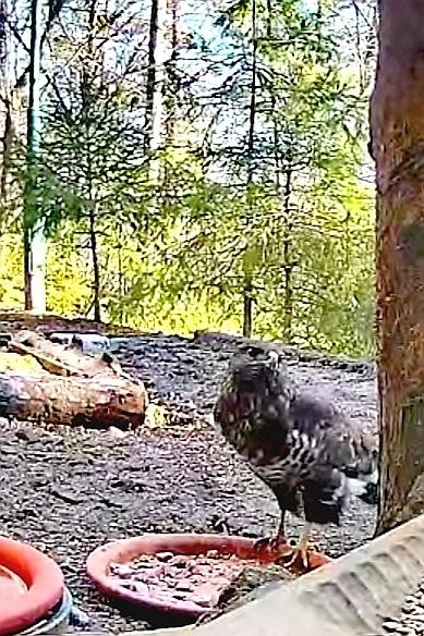 livebirdspoland_84e53eaeb23df8f780abc525a92330c6.jpg