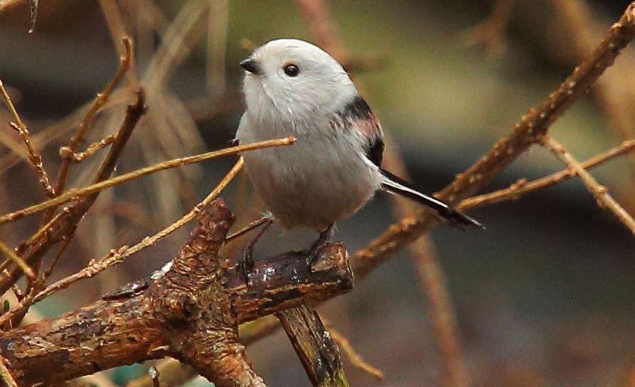 livebirdspoland_cfa79fba393f8394c7ae67c2f580aafa.jpg