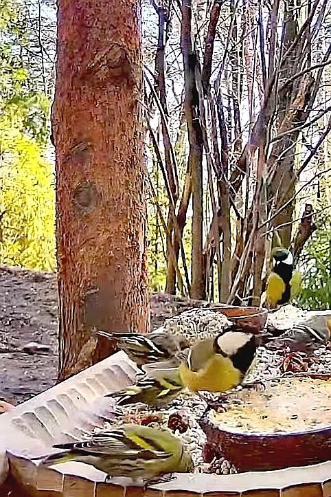 livebirdspoland_c6cab1e8787d89d1faa51658d909d731.jpg