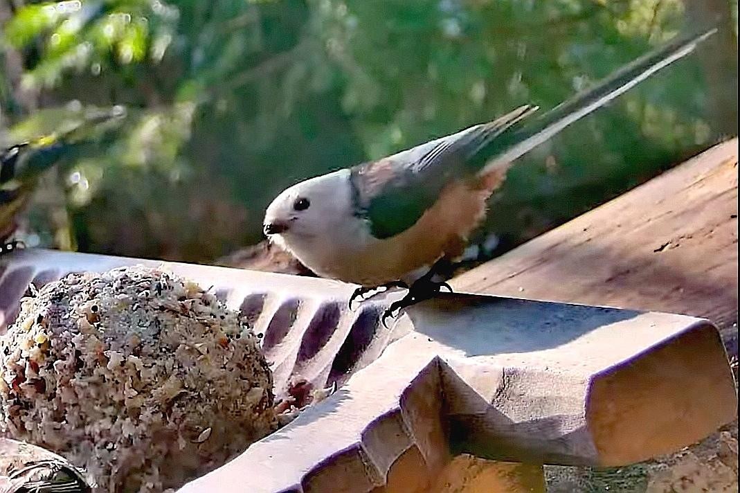 livebirdspoland_73df95fa0cfc20410ed0c2634f70ef82.jpg