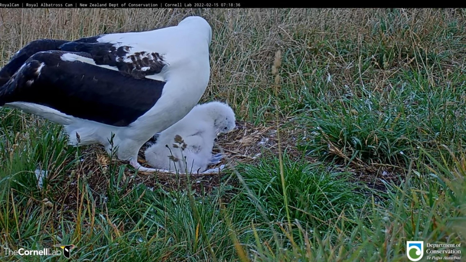 livebirdspoland_9d9f3d3e0a45b341ce27c86271ba482d.jpg