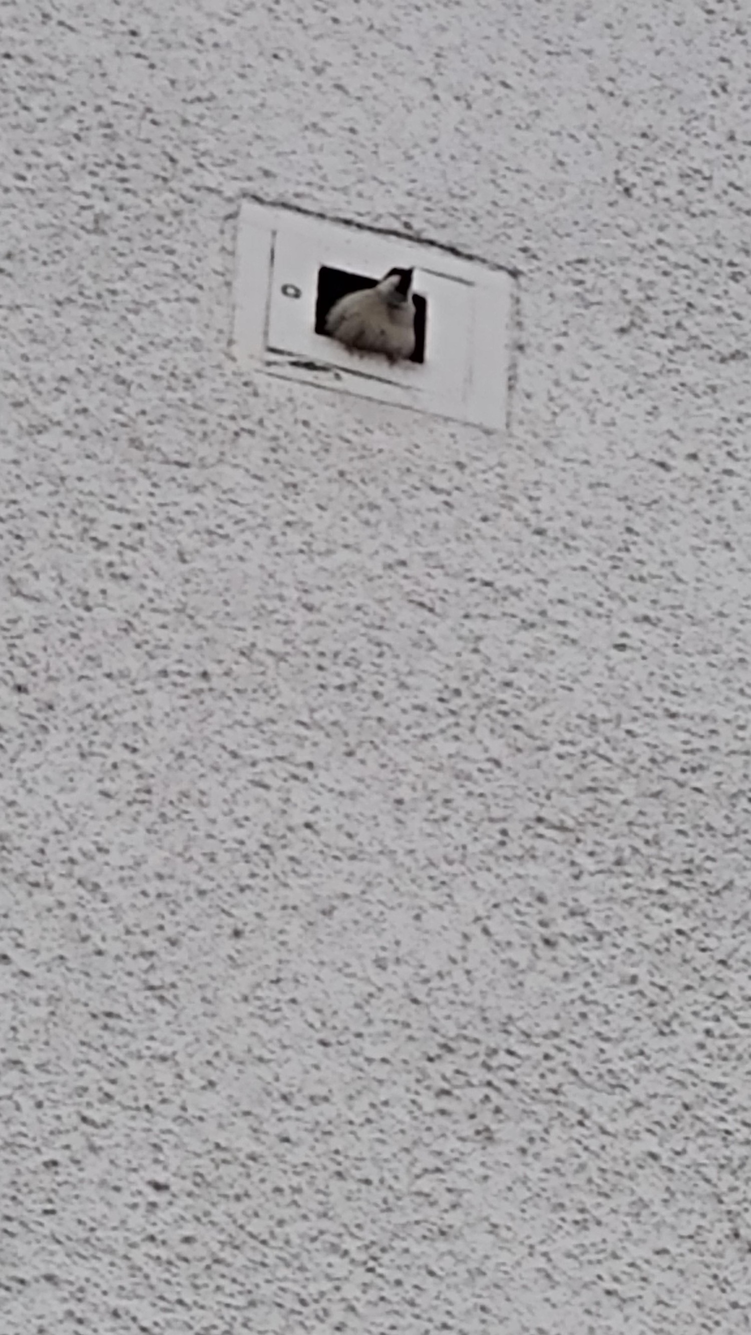 livebirdspoland_602df238b852669d74d0e822f6820202.jpg