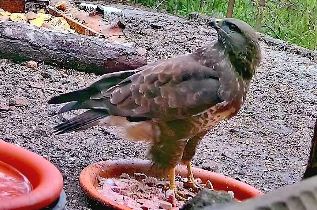livebirdspoland_086bc4341508e4275f07ef57b7e5171a.jpg