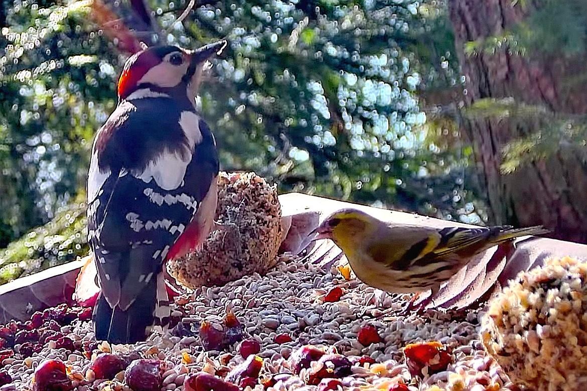livebirdspoland_f6fe8843423d1ec0358f2b8d33f9b6eb.jpg