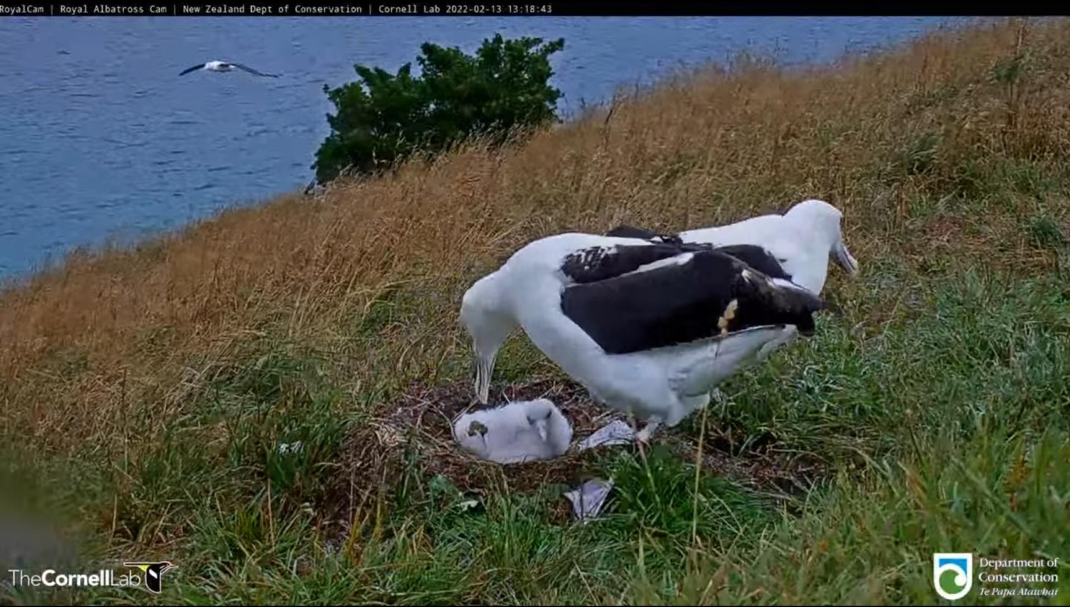 livebirdspoland_5cf4a7bd4f1d886f4ce232a3db20d0b7.jpg