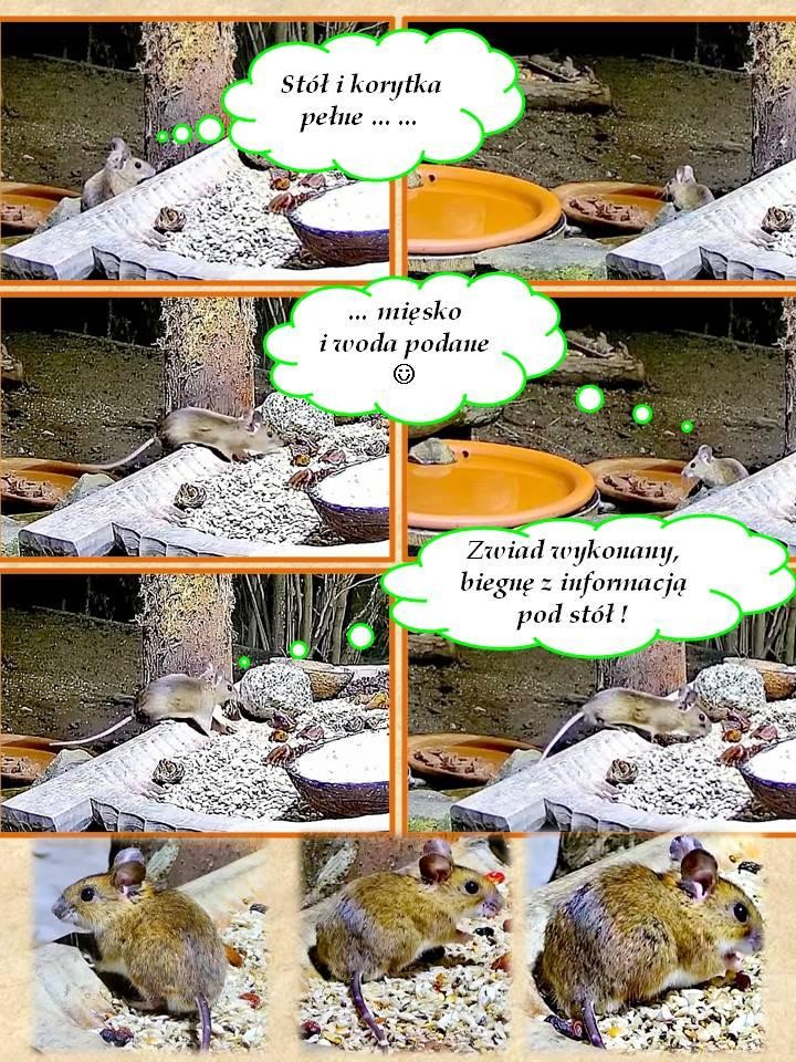 livebirdspoland_033cee13bf9810582d0dd0fe22270af0.jpg