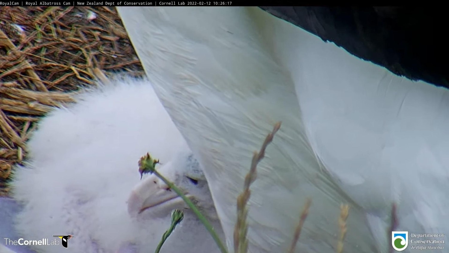 livebirdspoland_7f6a08d8838e7e357db5220e4b741ab9.jpg