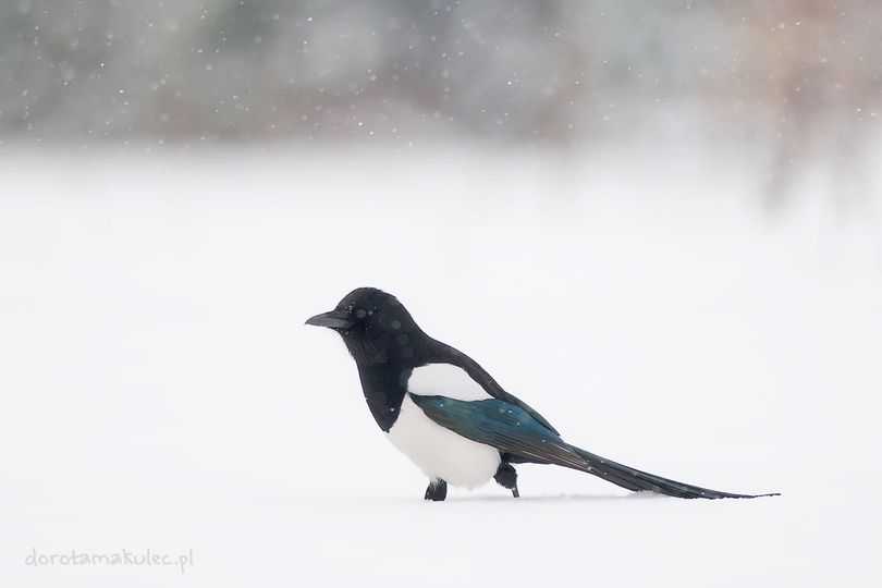 livebirdspoland_983ae734df49bd8601046e6cf71f38e4.png