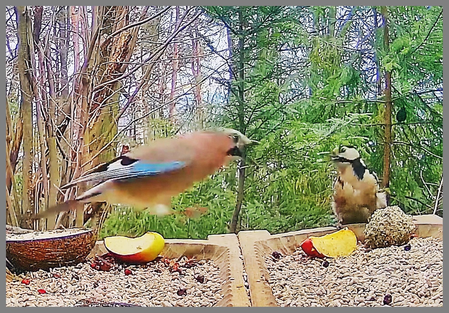 livebirdspoland_5e44a7de31cdb730aeb79503b5460128.jpg