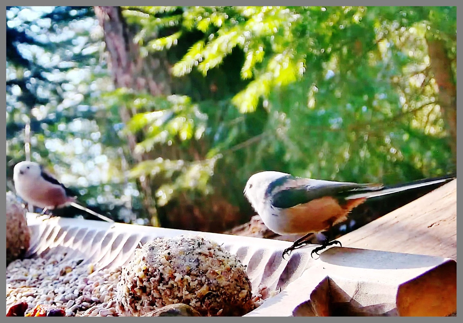 livebirdspoland_d735360a2330015bfb325fda5b4424d9.jpg