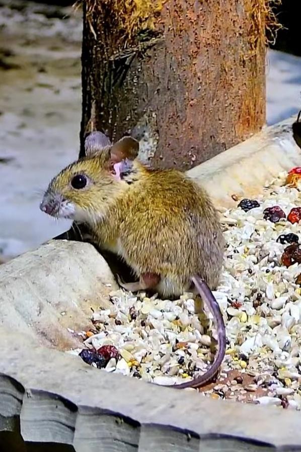 livebirdspoland_dd076a9783ca1e0e9b39859c5d0ad9eb.jpg