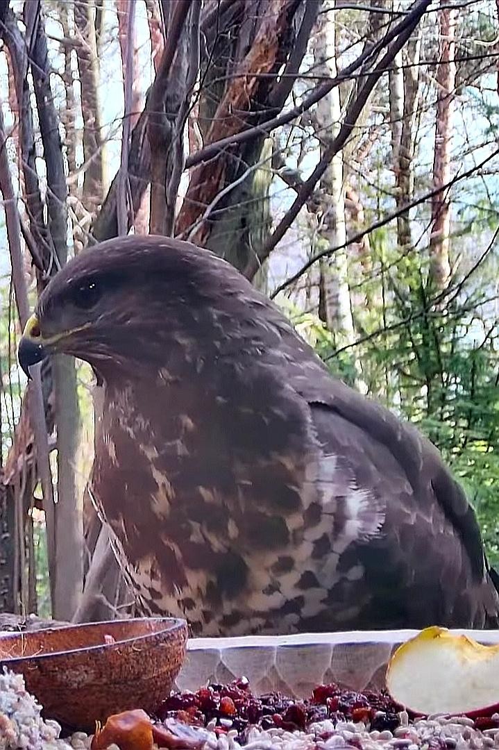 livebirdspoland_f257ea0e487d58ff4820db668723603c.jpg