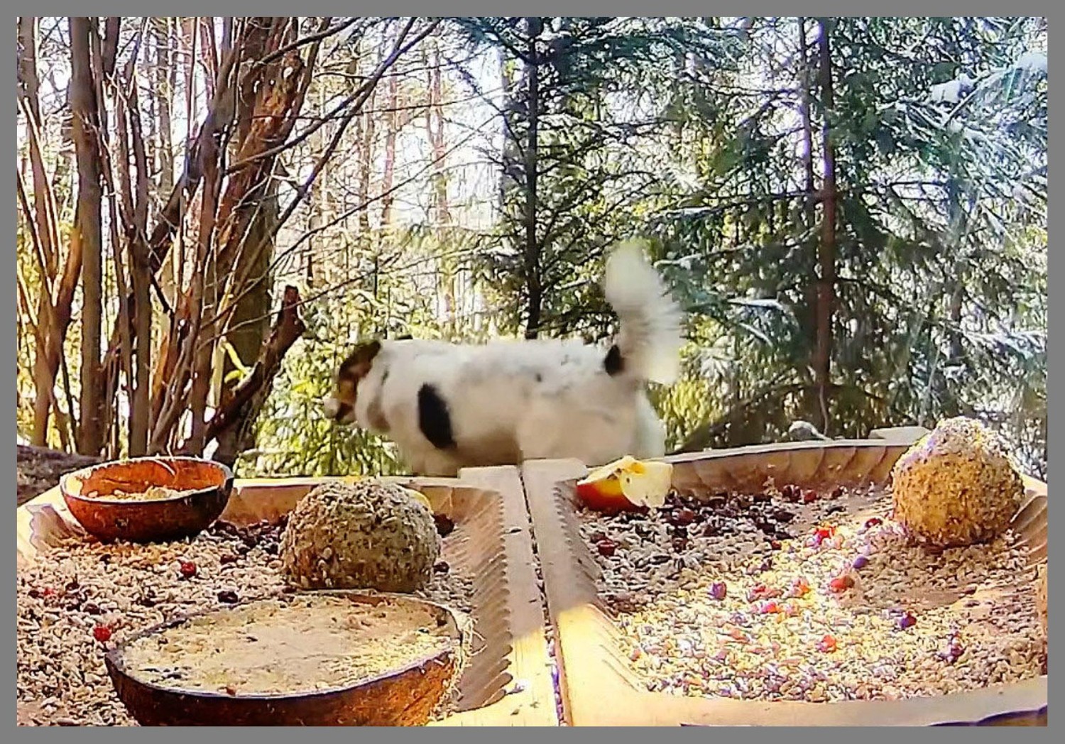 livebirdspoland_c5f1af826d033d5f8e00dc5fd6bd7e9f.jpg