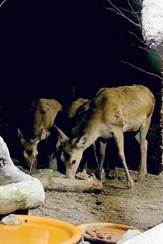 livebirdspoland_b5d4a161b13b1230c3225dd3f66755f6.jpg