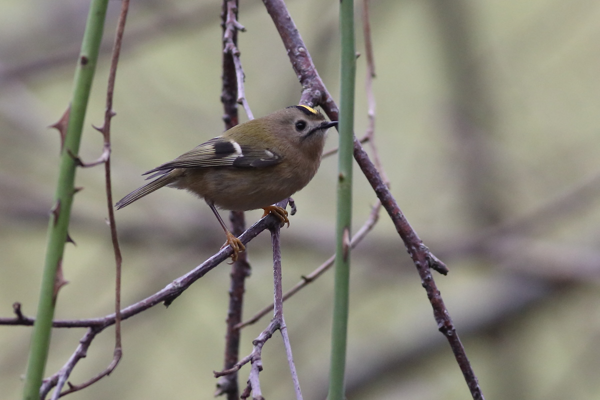 livebirdspoland_7e5f00d6c23ede165ac043d0ed1360c1.png