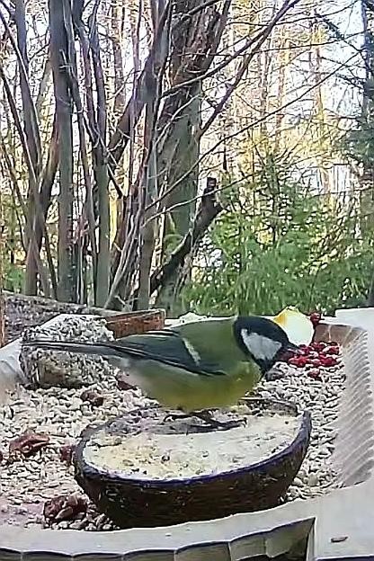 livebirdspoland_94b2b9cf3736dcad72c850737ddd1cfd.jpg